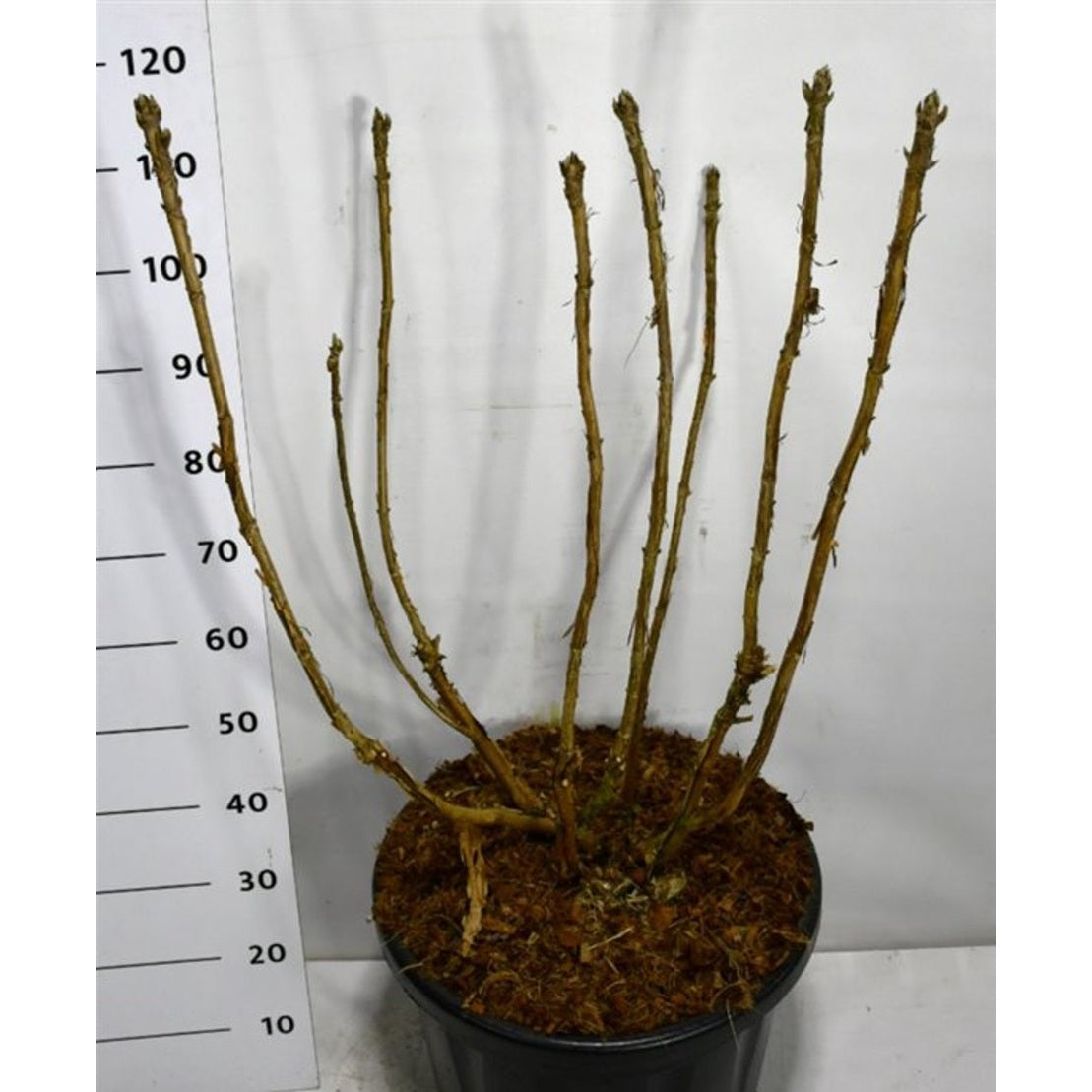 Sammetshortensia – Hydrangea sargentiana - C45 100-125 cm.